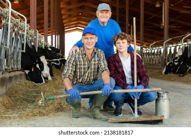 Family-owned livestock business - three farmers of different ages in the barn
