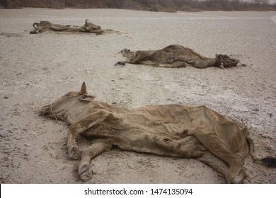 Famine Desert Animal Death Starvation