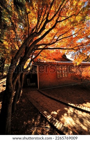 Famous Autumn Maple Tree Sightseeing Attraction Landmark and Right Chinese Character - Tourist Please Stop Thank You Architecture Log Cabin and Path Garden