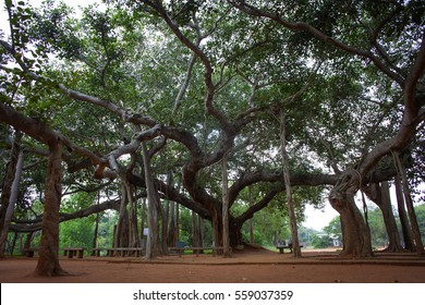 famous banyan tree in Auroville, India