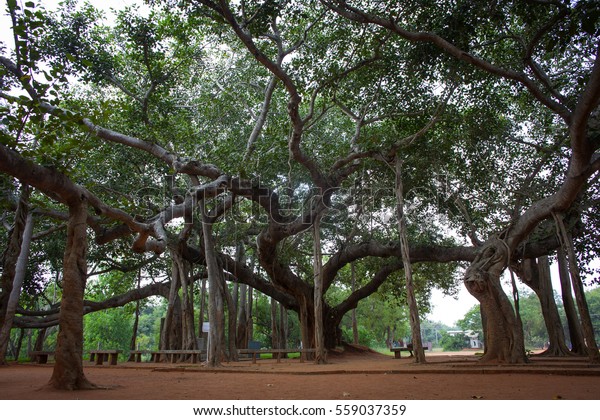 Famous Banyan Tree Auroville India Stock Photo (Edit Now) 559037359