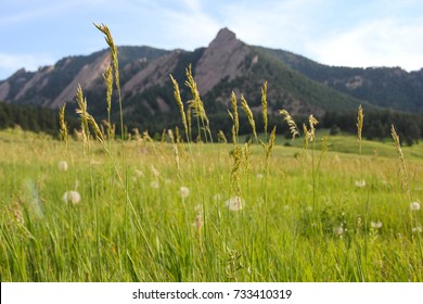 The famous and beautiful Flatiron mountains of Boulder, Colorado as seen from Chautauqua Park. The mountains can be seen behind tall green wild grass in the public park. Tall grass towers high.