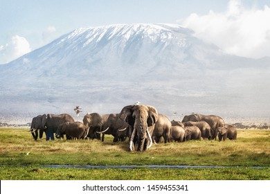 Famous big tusker bull elephant Tim with family herd in front of Mt. Kilimanjaro in Amboseli, Kenya Africa