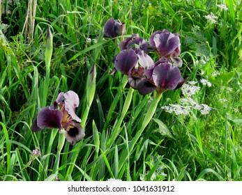 The Famous Black Iris Flower In The North Of Jordan During Spring