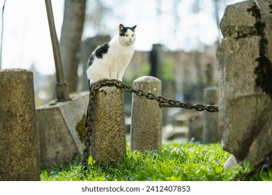 Famous black and white cat sitting on a tombstone on sunny day in Bernardine cemetery, one of the three oldest graveyards in Vilnius, Lithuania.