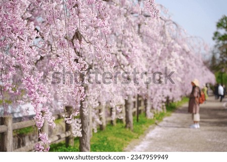 A famous cherry blossom walking path called the Nicchu line with weeping cherry trees in Kitakata, Fukushima, Japan.