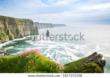 Famous Cliffs of Moher sea view in Ireland. Beautiful coast at the Ocean with Flowers in the front. Clear Atlantic water and Rocks in the Background. 
