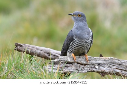 The famous Colin the Cuckoo at Thursley Common, Surrey, UK
