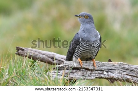 The famous Colin the Cuckoo at Thursley Common, Surrey, UK