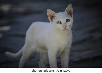 Turkish Van Cat Images Stock Photos Vectors Shutterstock