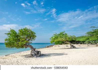 The famous Divi Divi tree which is Aruba's natural compass, always pointing in a southwesterly direction due to the trade winds that blow across the island