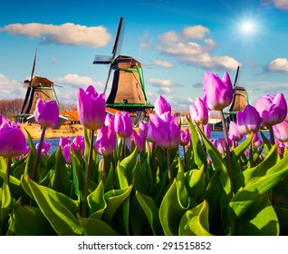 The famous Dutch windmills. View through red tulips on the Netherlands canals. Creative collage.