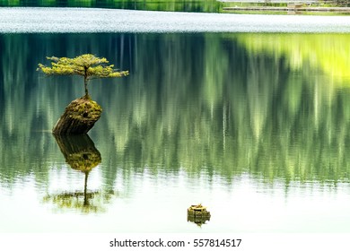Famous Fir Bonsai - Very famous  Lonely Fir Bonsai reflection in summer, Fairy Lake Port Renfrew