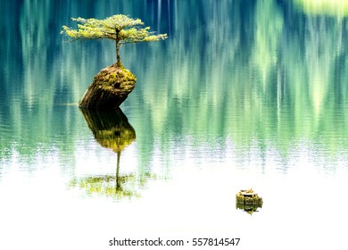 Famous Fir Bonsai - Wonderful Fir Bonsai on abandoned old tree stump  in the water, Fairy Lake, Vancouver Island.