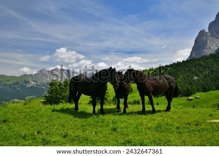 The Famous Haflinger Horses in The Dolomite, The Idyllic Dolomite Mountains with Black Horses, Green Meadow by Blue Sky and White Clouds, The Beautiful Landscape Of South Tyrol, 