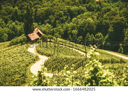 Famous Heart shaped wine road in Slovenia in summer, Heart form - Herzerl Strasse, vineyards in summer, Spicnik