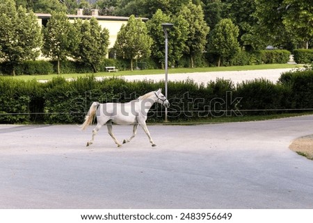 Similar – Image, Stock Photo The famous Lipizzan horse return from pasture to the stables