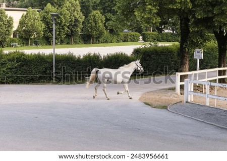 Similar – Image, Stock Photo The famous Lipizzan horse return from pasture to the stables