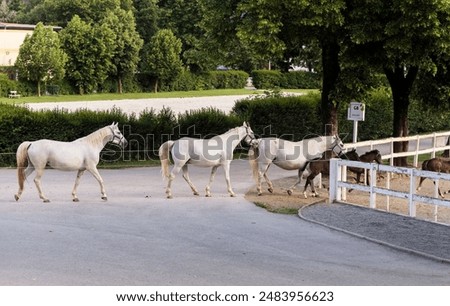 Similar – Die berühmten Lipizzaner kehren von der Weide in die Ställe zurück