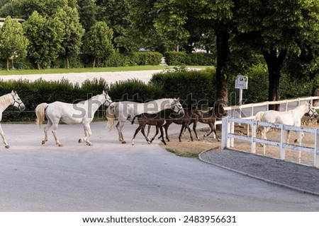 Similar – Die berühmten Lipizzaner kehren von der Weide in die Ställe zurück