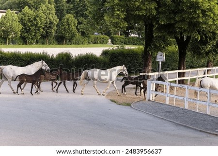 Similar – Die berühmten Lipizzaner kehren von der Weide in die Ställe zurück