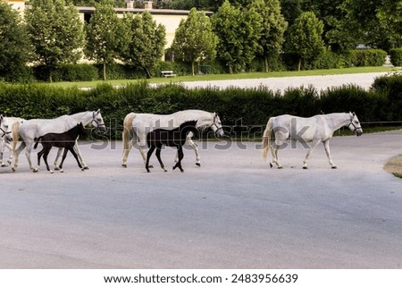 Similar – Die berühmten Lipizzaner kehren von der Weide in die Ställe zurück