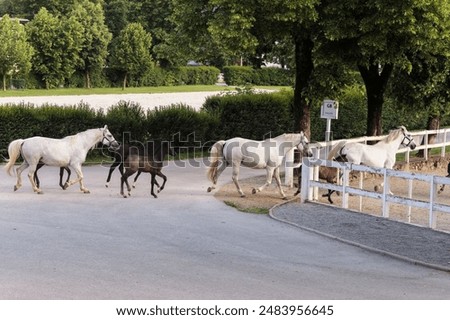 Similar – Die berühmten Lipizzaner kehren von der Weide in die Ställe zurück