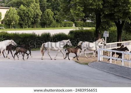 Die berühmten Lipizzaner kehren von der Weide in die Ställe zurück