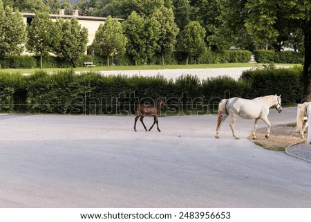 Similar – Die berühmten Lipizzaner kehren von der Weide in die Ställe zurück