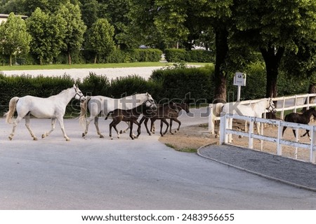 Similar – Die berühmten Lipizzaner kehren von der Weide in die Ställe zurück