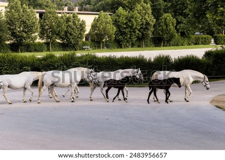 Similar – Die berühmten Lipizzaner kehren von der Weide in die Ställe zurück