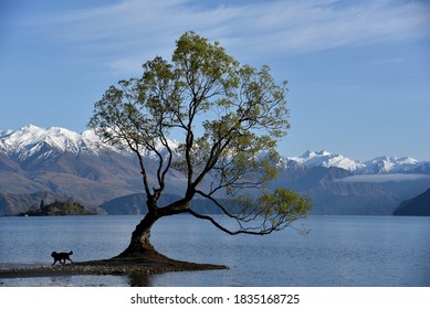 The Famous Lonely Tree In Wanaka, NZ