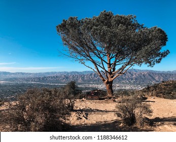 Famous Lonely Wisdom Tree On The Top Of Hollywood Hill Near Hollywood Sign During Sunset, Los Angeles California