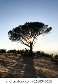 Famous Lonely Wisdom Tree On The Top Of Hollywood Hill Near Hollywood Sign During Sunset, Los Angeles California