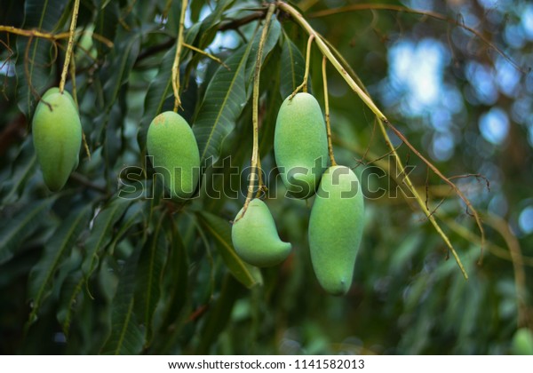 Fruit endemic to vietnam tree