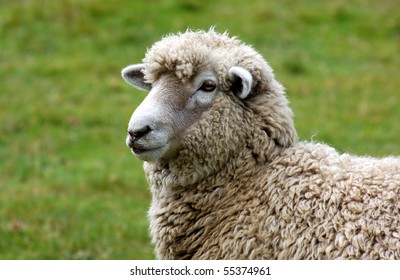 Famous New Zealand Sheep