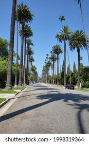 The Famous Palm Tree Street In Beverly Hills, Between North Santa Monica Boulevard And Sunset Boulevard Avenues, Los Angeles, California