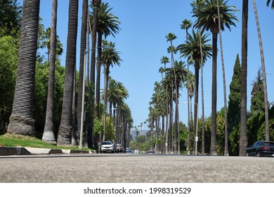 Famous Palm Tree Street Beverly Hills Stock Photo 1998319529 | Shutterstock