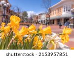 Famous Pearl street Mall touristic area with beautiful yellow daffodils on full bloom on a sunny spring day.