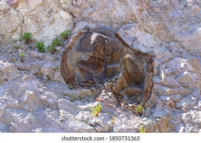 Famous Petrified Forest On Lesbos Island - Greece