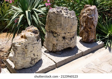 Famous Petrified Forest On Lesbos Island - Greece