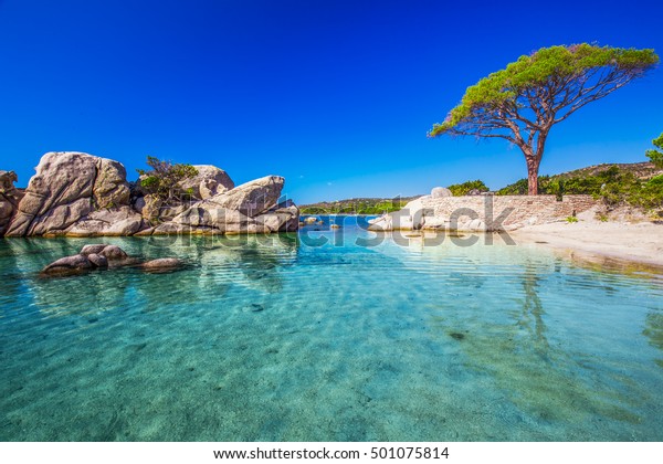 Photo De Stock De Un Célèbre Pin Sur La Plage Modifier