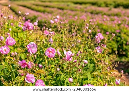 Famous pink rose fields in the village near Isparta. These are roses especially rose oil and rose water are known to be excellent for the skin. 
