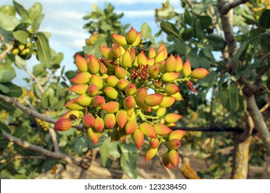 429 Pistachio Island Images, Stock Photos & Vectors | Shutterstock