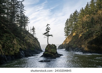 The famous rock and tree in dead mans cove on the southern Washington coast
