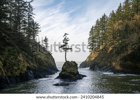 The famous rock and tree in dead mans cove on the southern Washington coast