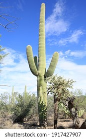 Famous Saguaro National Park in Arizona, USA, west unit