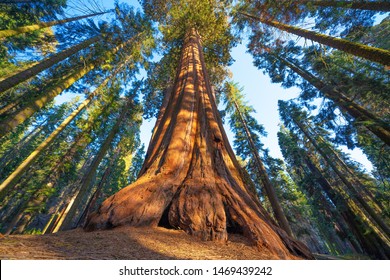 Berühmter Sequoia Park und riesiger Sequoia Baum bei Sonnenuntergang.