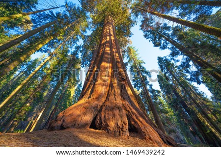 Famous Sequoia park and giant sequoia tree at sunset.