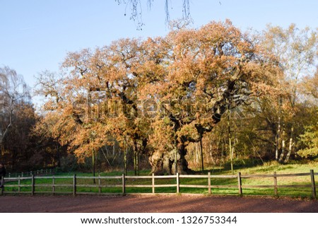 The Famous Sherwood Forest and Major Oak in Autumn foliage in the English county of Nottinghamshire,UK.